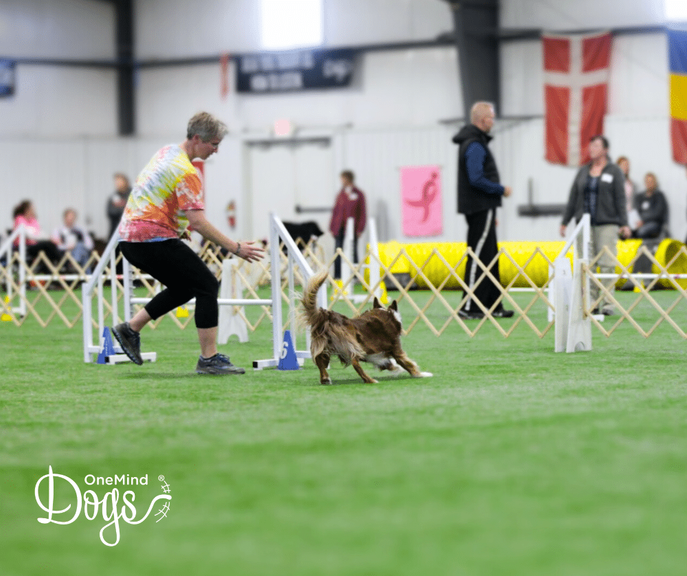 Footwork and handler mechanics in dog agility