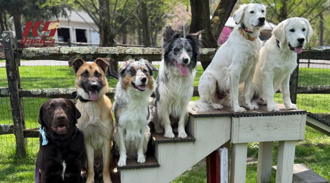 A group of six happy dogs of various breeds and colors sitting in a row on an outdoor agility platform. They're in front of a wooden fence in a grassy yard, with the K9 Basics logo in the top-left corner.