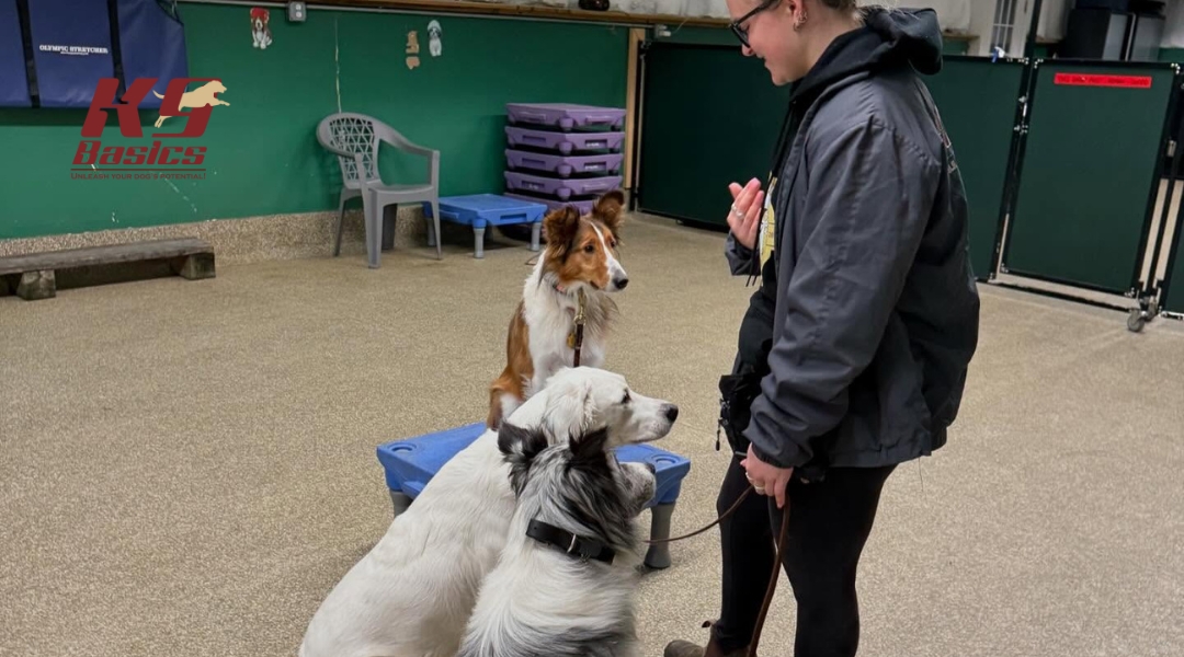 A trainer in a black jacket gives commands to three attentive dogs inside a training facility. Two dogs sit on the ground while one sits on a raised platform. The K9 Basics logo appears in the top-left corner.