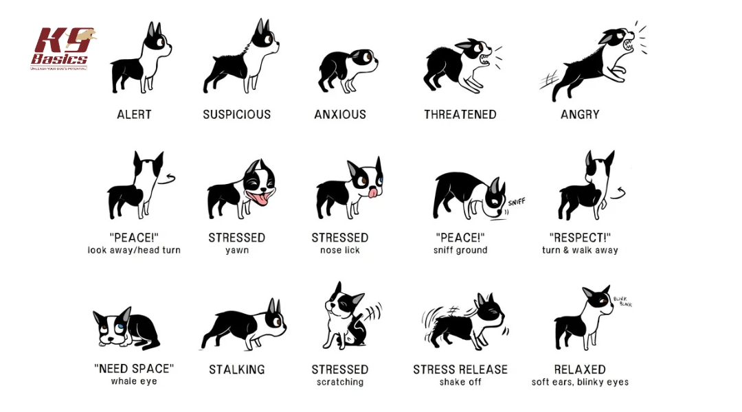 A cartoon guide illustrating different emotional states of a dog using expressive Boston Terrier illustrations. Emotions include alert, anxious, threatened, stressed, stalking, and relaxed, with corresponding body language cues.