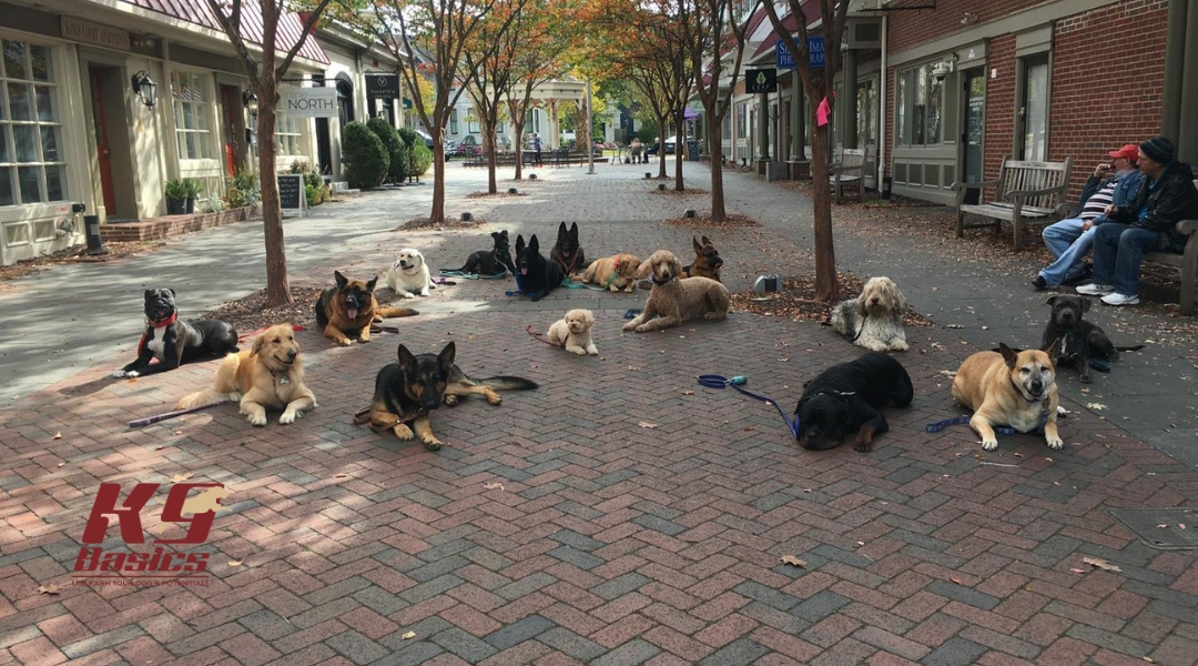 A large group of well-trained dogs of various breeds are lying calmly in a public shopping area, demonstrating their obedience and socialization skills. Trees and storefronts line the brick-paved walkway.