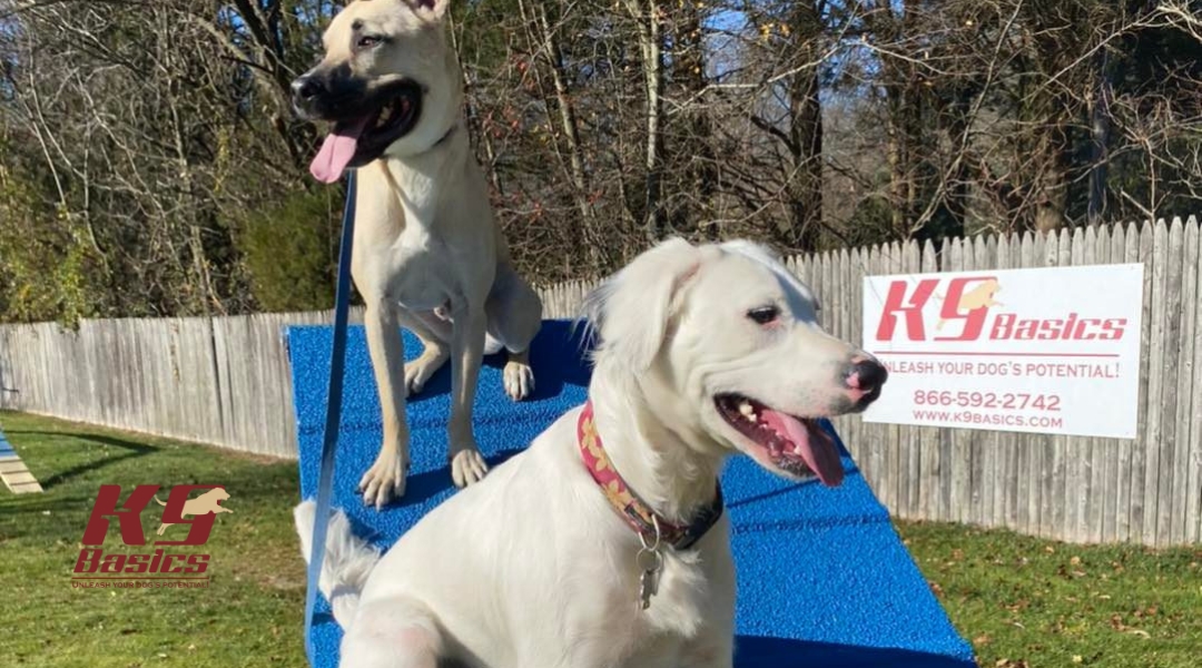 Two white dogs sit on a blue A-frame agility ramp at the K9 Basics outdoor training facility. A wooden fence and K9 Basics branding sign are visible in the background.