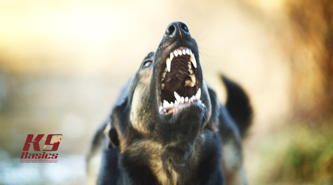 Close-up of a German Shepherd aggressively barking with teeth bared, photographed outdoors in soft focus.