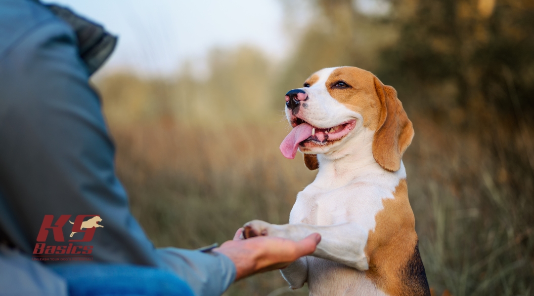 Happy Beagle giving a paw to a person during a training session in a natural outdoor setting.