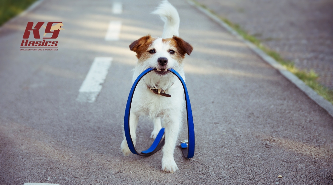 A small Jack Russell Terrier walks along a paved path while holding a blue leash in its mouth, seemingly eager for a walk.