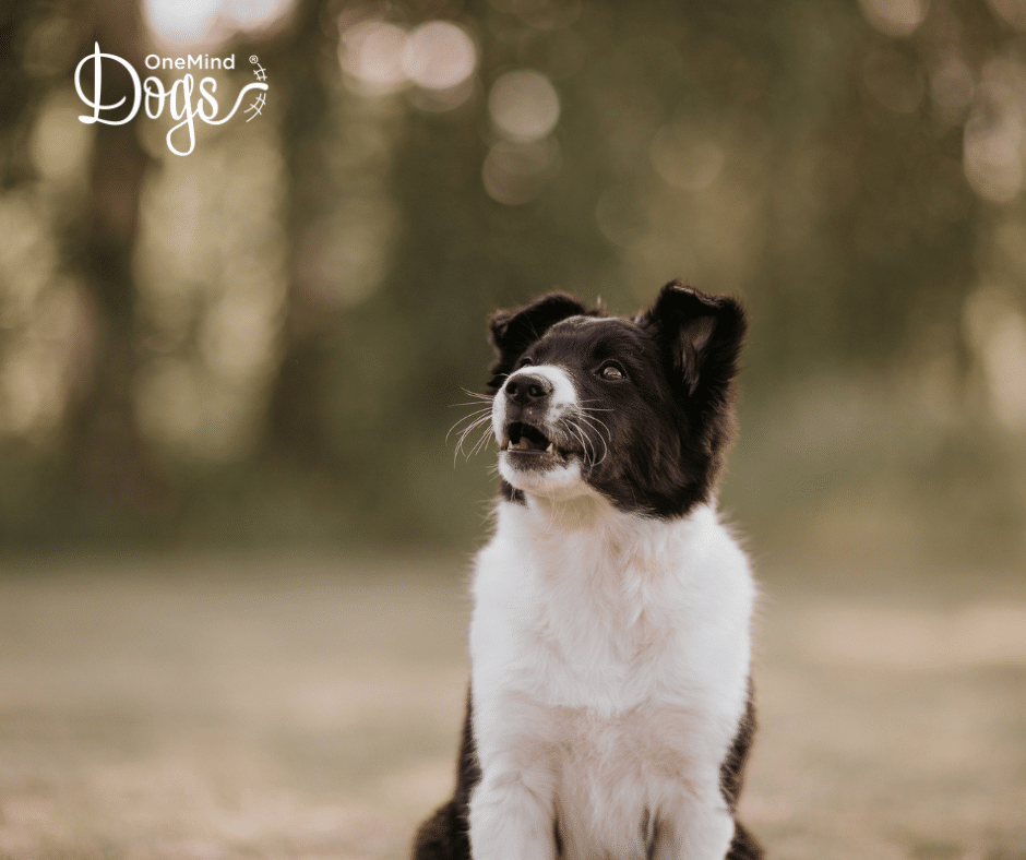 border collie barking