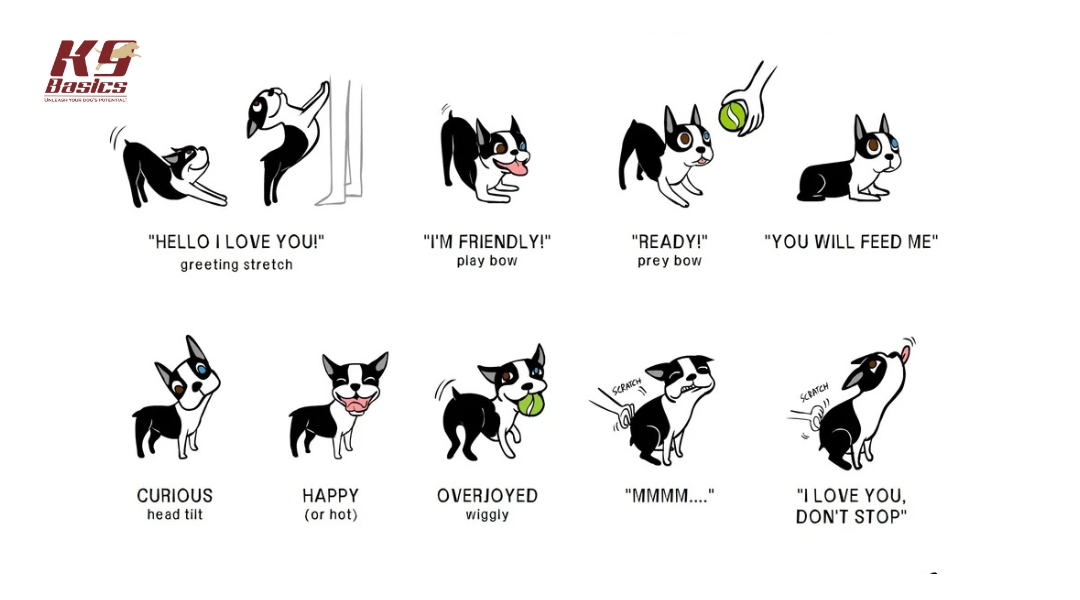 A cartoon chart of dog expressions showing emotions like love, friendliness, curiosity, happiness, and affection. Illustrated with Boston Terrier-style drawings displaying body language cues like tail wagging, play bowing, and stretching.