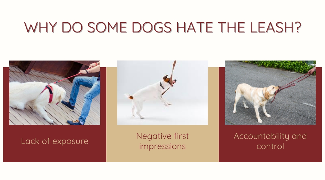 An educational graphic with three photos under the headline “Why Do Some Dogs Hate the Leash?” Each image represents a reason: “Lack of exposure,” “Negative first impressions,” and “Accountability and control.”