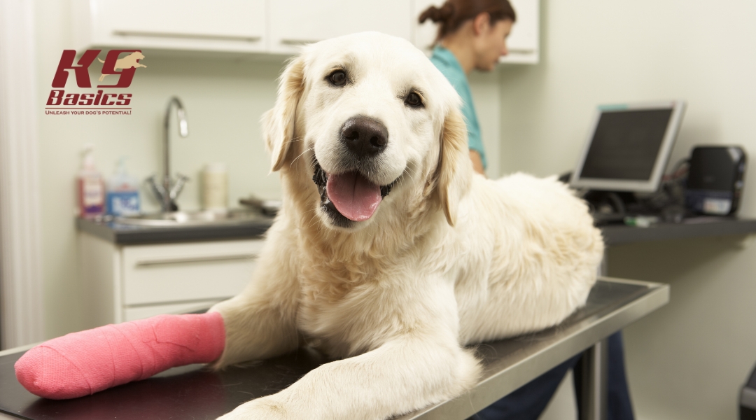 dog receiving paw care at a veterinary or therapy clinic, gently held by a professional for bandaging.