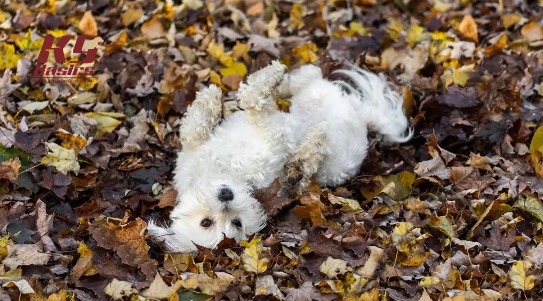 Fluffy white dog playfully rolling in a pile of autumn leaves, looking up with curiosity.