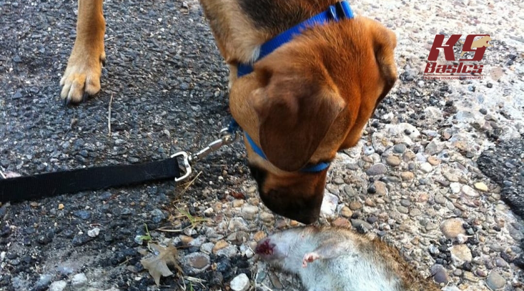Leashed dog sniffing a dead animal on a gravel path, highlighting instinctual scent-driven behavior.