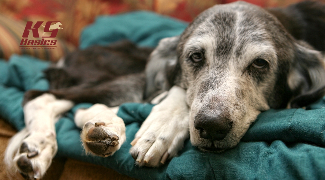 A senior greyhound dog resting on a bed, with its paws relaxed and a gentle gaze.