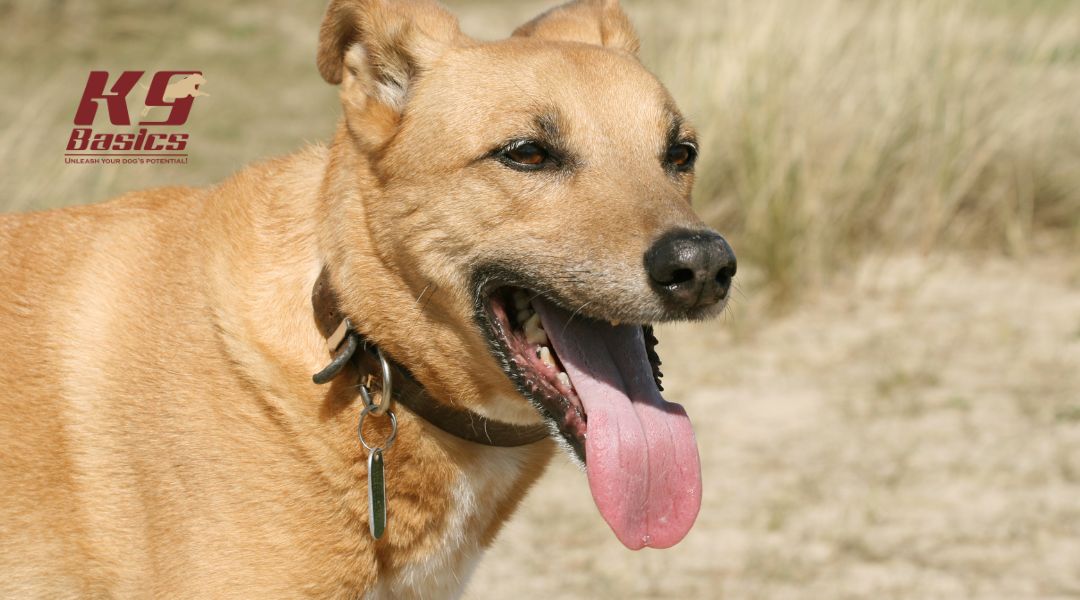 A tan dog with a collar, panting and looking into the distance, with the K9 Basics logo in the top left corner.