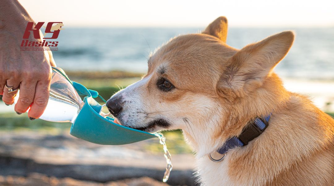 A corgi drinking water from a portable dog water bowl, with the beach in the background, and the K9 Basics logo in the top left corner.