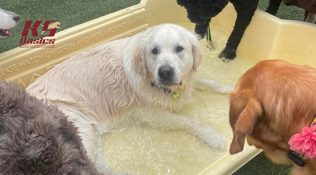 A Golden Retriever and other dogs playing in a kiddie pool at a dog daycare, with the K9 Basics logo in the top left corner.