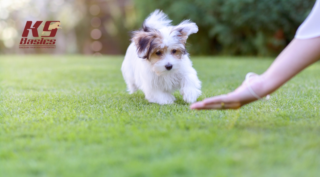 A fluffy white and brown puppy runs toward an outstretched hand on green grass, mid-training. The K9 Basics logo is in the top left.