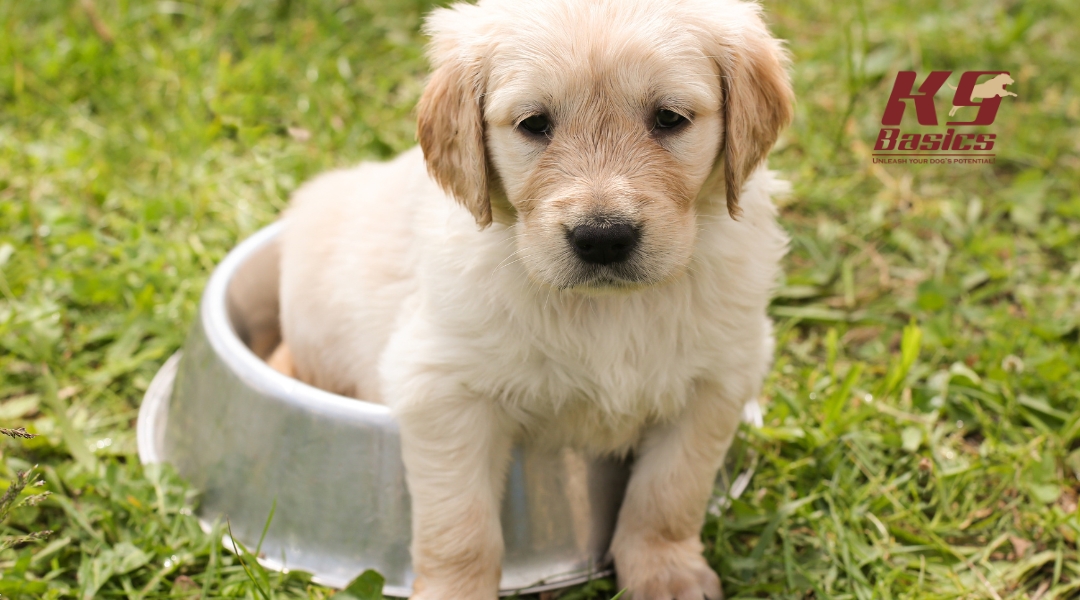 A light-colored puppy sits inside a large silver dog bowl in the grass, looking directly at the camera. The K9 Basics logo is shown above.