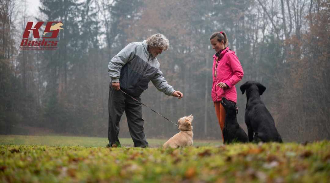Two K9 Basics trainers working with three dogs in a wooded area, guiding them through obedience commands and leash training in a natural setting.