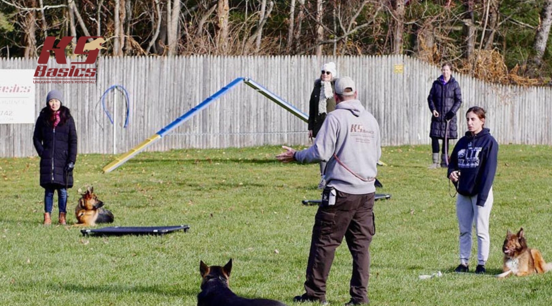 K9 Basics trainer leading a group obedience class with multiple handlers and German Shepherds on a training field.