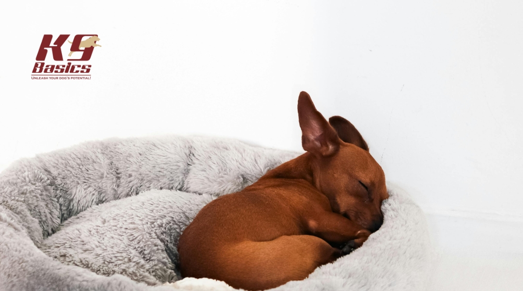 Miniature pinscher curled up asleep in a plush gray dog bed, emphasizing a quiet, calming sleep space for puppies.
