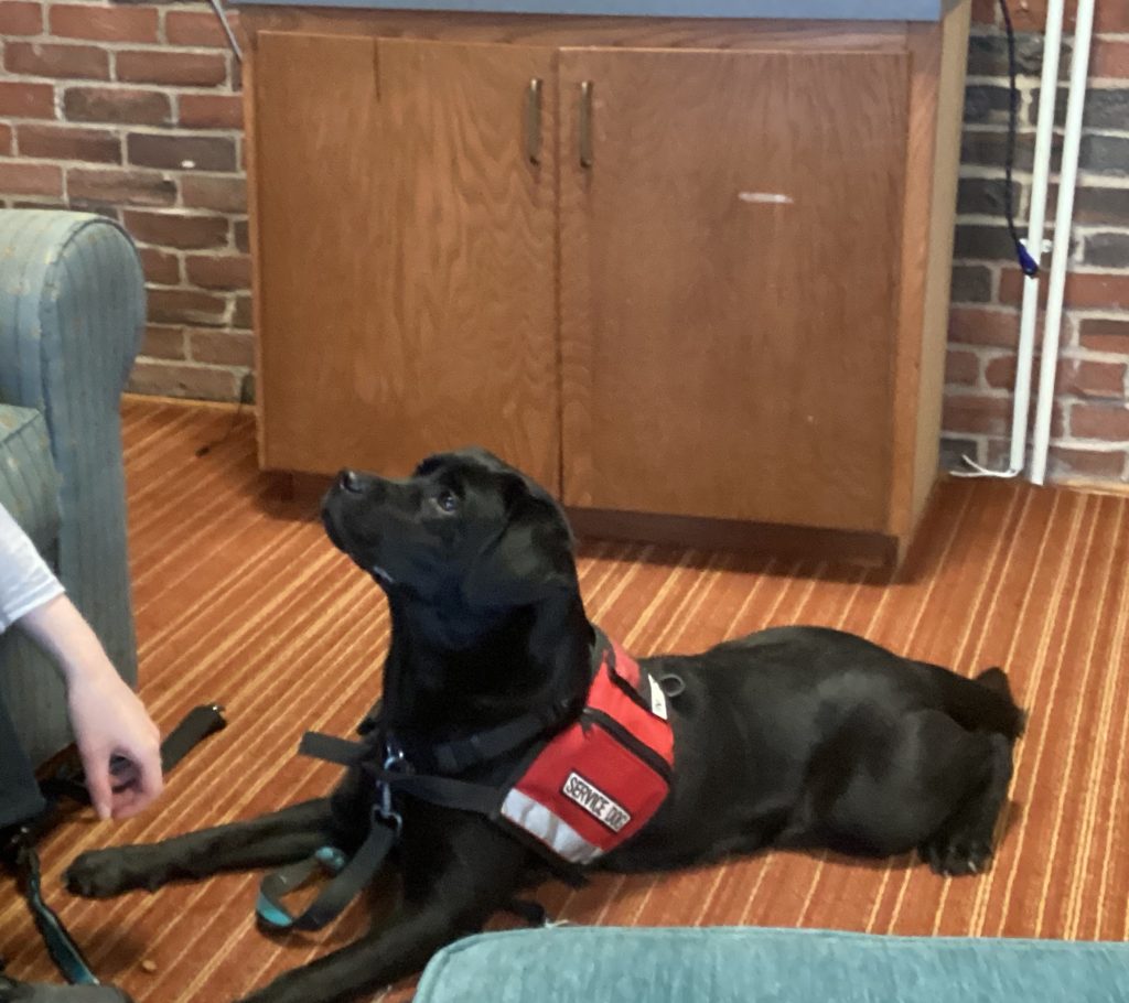 Black Labrador retriever wearing a red 