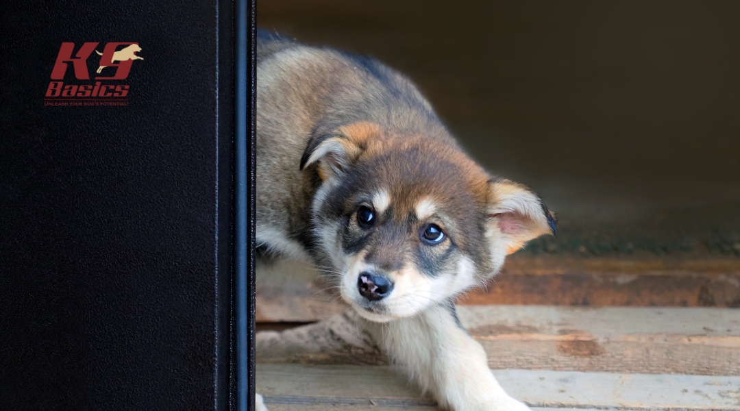 A shy-looking puppy cautiously peeks out from behind a door frame, appearing hesitant to step outside. The K9 Basics logo is on the left.
