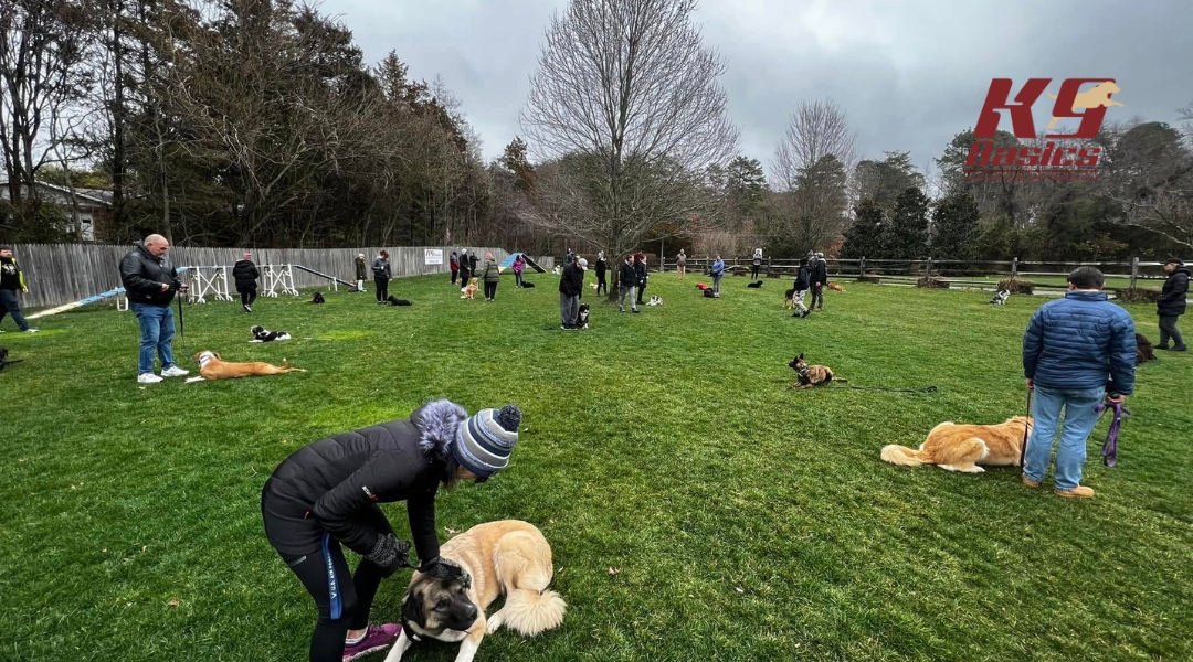 Another view of a dog training session in a large grassy field, with numerous people interacting with their dogs. The trees and a fence are visible in the background. Dogs and owners are practicing obedience or socialization.