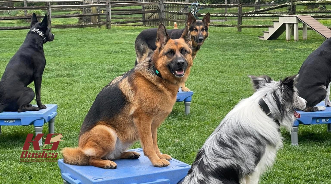 Dogs sitting on platforms, focused and calm in a training session at a dog training facility, with a green grass backdrop.