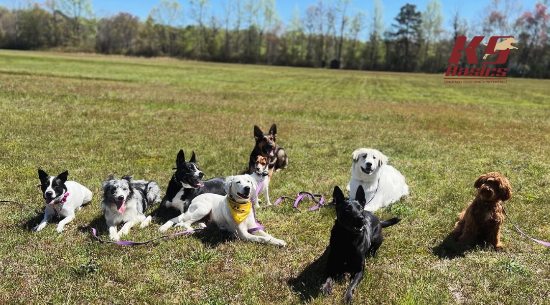 A variety of dogs sitting on the grass during a training session in an outdoor field, with colorful leashes on.