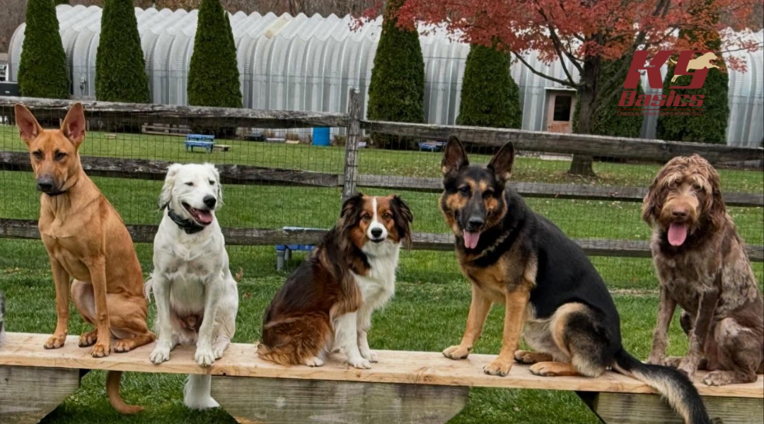 Five dogs sitting neatly on a bench, showing trained behavior in a yard, with a beautiful green backdrop.