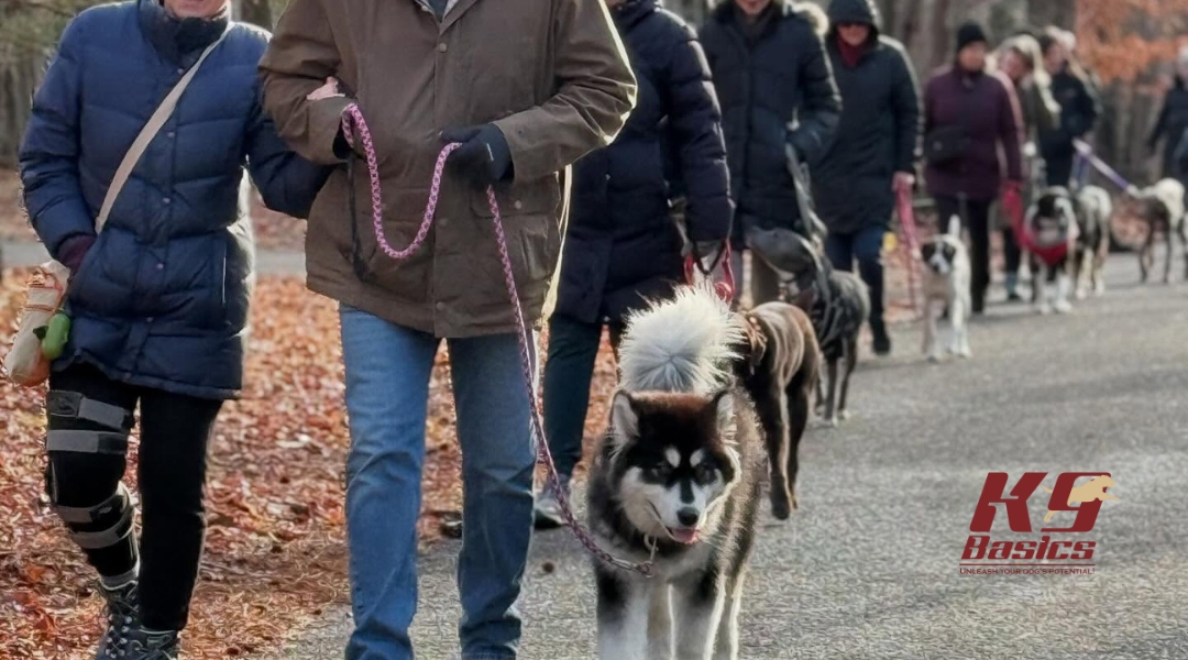A group of people and their dogs walking together on a tree-lined path, participating in a dog training session with proper leashes.