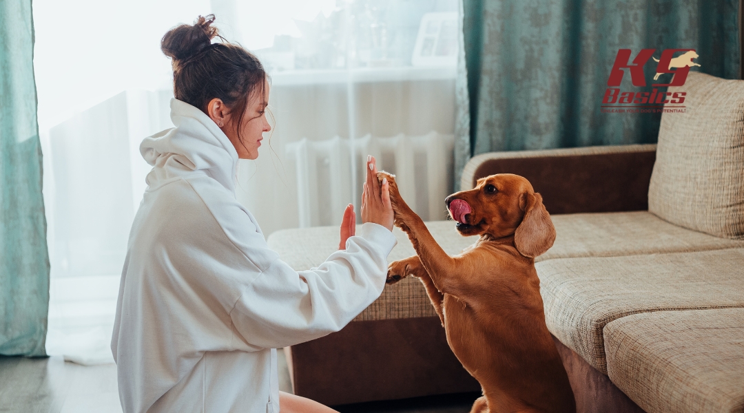 A woman in a hoodie interacts with a dog, giving it a high-five during a training session at home.