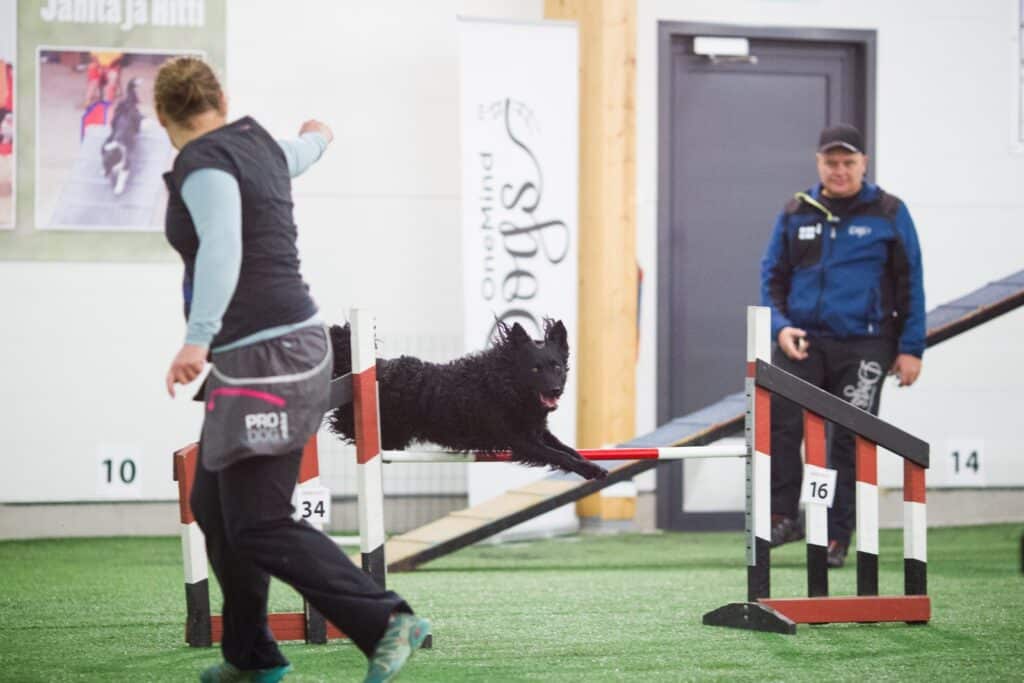 handler focus agility dog mudi