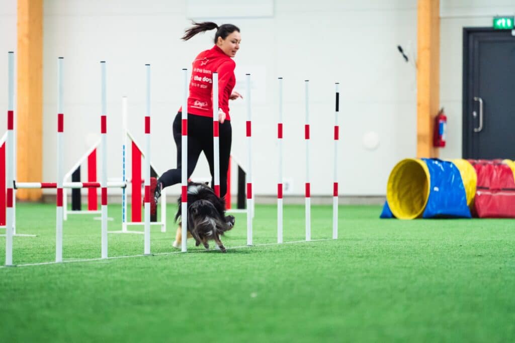 shetland sheepdog weaving - dog agility